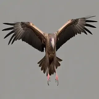 vultures png