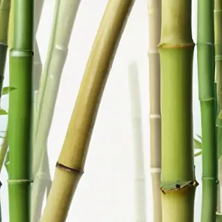 bamboo png