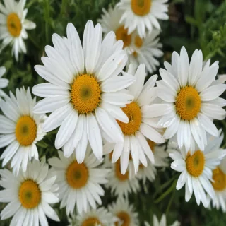 daisy wallpaper for desktop