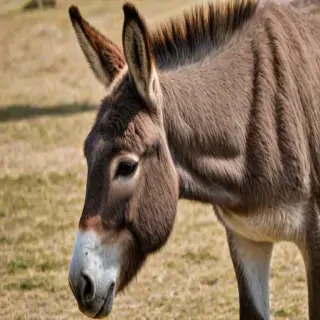 donkey png