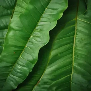 green leaf background