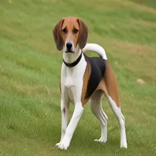 bagle hound dog breed