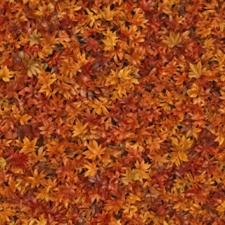 autumn leaves png