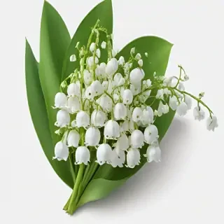 lily of the valley png