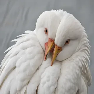 preening