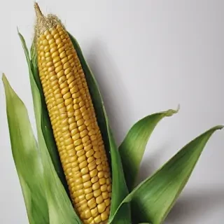 corn drawing