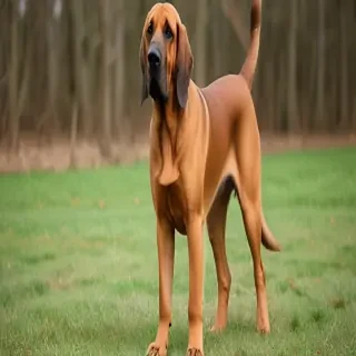 bloodhound dog breed