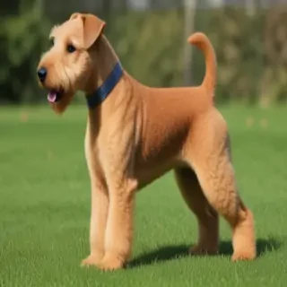 lakeland terrier