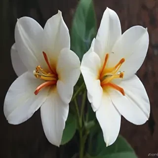 aesthic flower