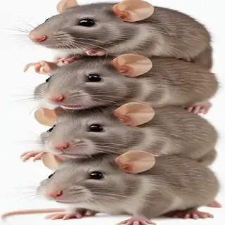 rats png