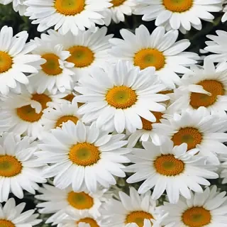 daisy wallpaper iphone