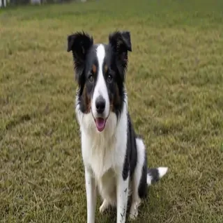 border aussie