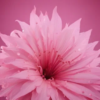 pink zoom backgrounds