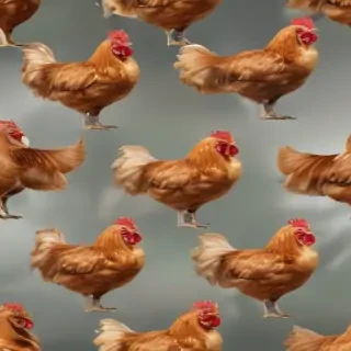 chicken transparent