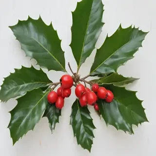 holly picture