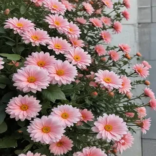 flowers aesthetic