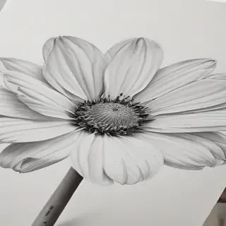 flower pencil drawing