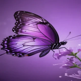 purple wallpapers butterfly