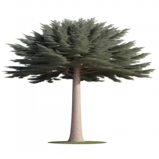 tree no background