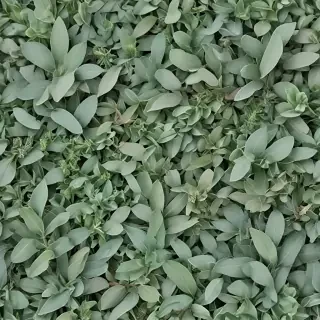 sage green photos