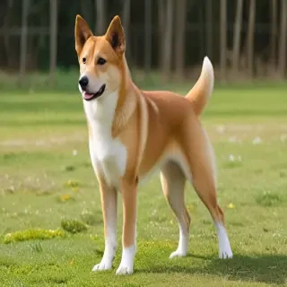 hokkaido dog breed