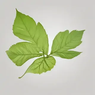 leaf png transparent