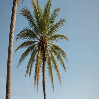 palm tree transparent