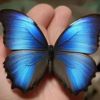 blue morpho butterfly
