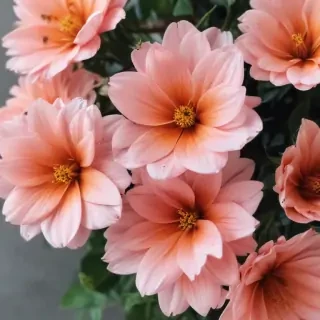 cute aesthetic flower wallpapers