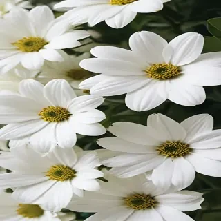 white flowers wallpaper iphone