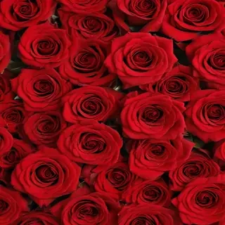 red rose background