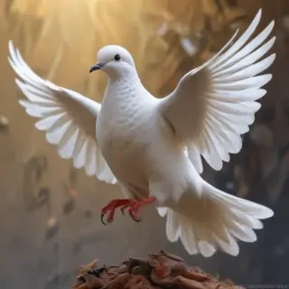 dove bird
