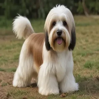 tibetan terrier