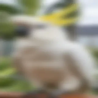 cockatoo