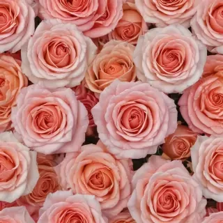 roses background