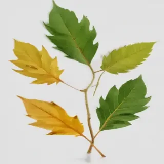 leaves png transparent