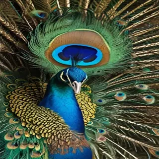 peacock png