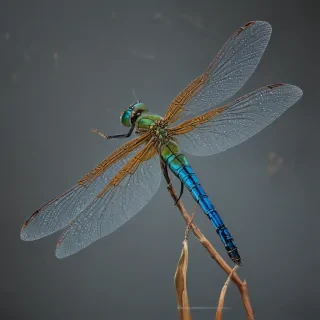 dragonfly png