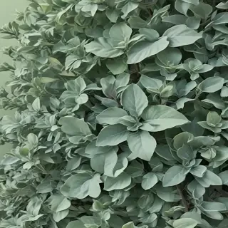 sage green aesthetic background