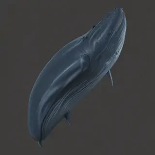 blue whale png