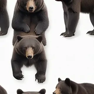 black bear png