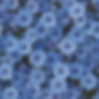 aesthetic blue flowers