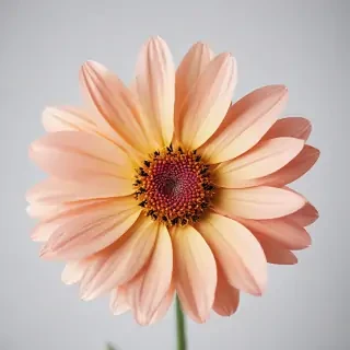flower on white background