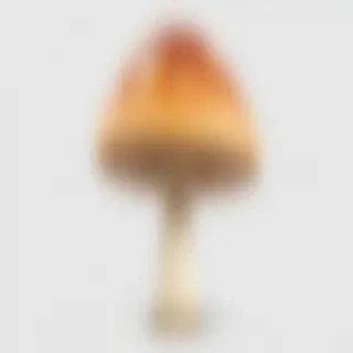 mushroom transparent