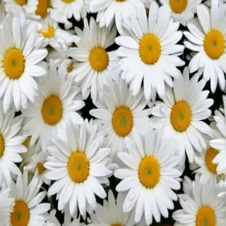 daisy background