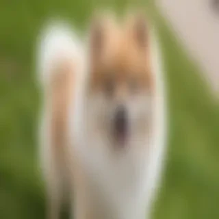 german spitz