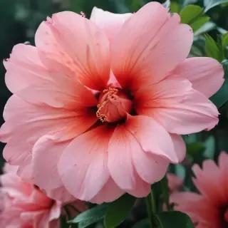 flower aesthetic wallpapers