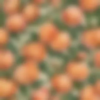 peach wallpaper aesthetic