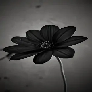 black flower