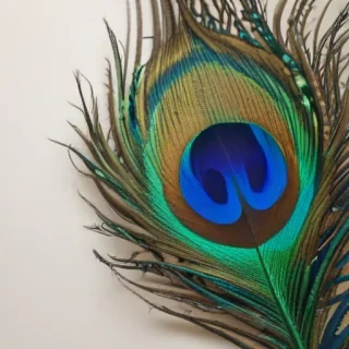 peacock feather images